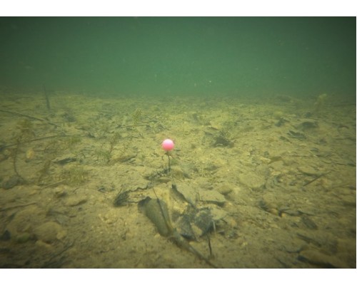 Плавающие искусственные бойлы ESP Buoyant Boilies White/Pink
