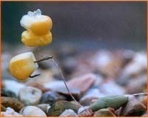 Искусственная плавающая кукуруза Enterprise Tackle Pop-up Sweetcorn Fluoro Orange (оранжевый)